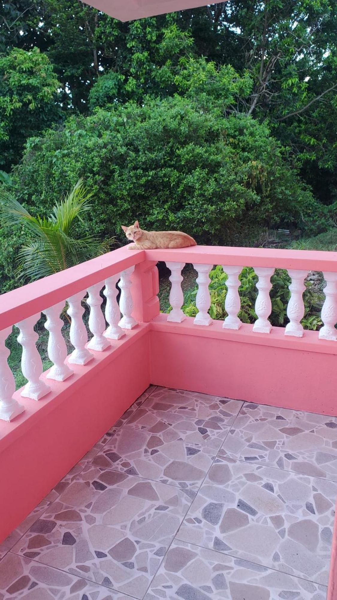 Bed and Breakfast Natrue'S Haven Marigot Exterior foto